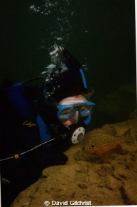Diver & Pumpkinseed Sunfish, by David Gilchrist 